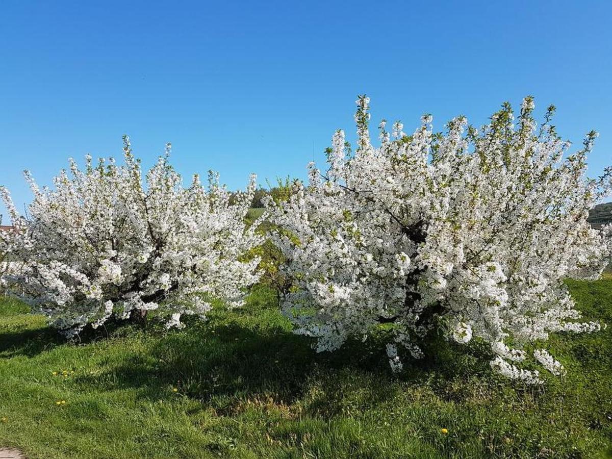 Feriendomizil Bergamini Leilighet Bischoffingen Eksteriør bilde